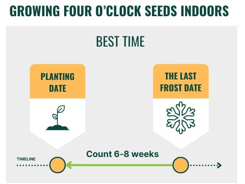 growing-four-o’clock-seeds-indoors