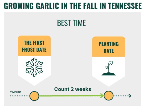 growing-garlic-in-the-fall-in-tennessee