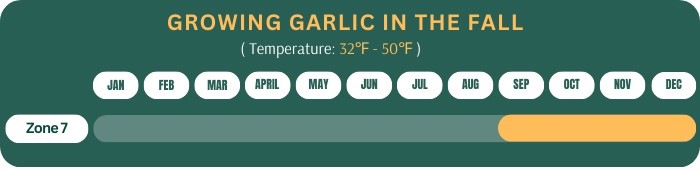 growing-garlic-in-the-fall-in-zone-7