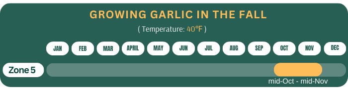 growing-garlic-in-the-fall