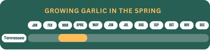 growing-garlic-in-the-spring-in-tennessee-