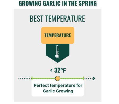 growing-garlic-in-the-spring-in-zone-7