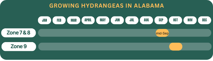growing-hydrangeas-in-alabama