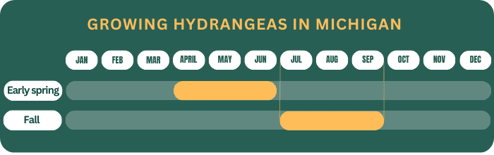 growing-hydrangeas-in-michigan