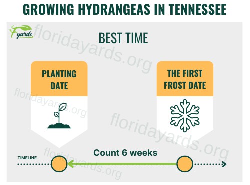 growing-hydrangeas-in-tennessee