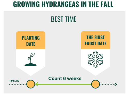 growing-hydrangeas-in-the-fall