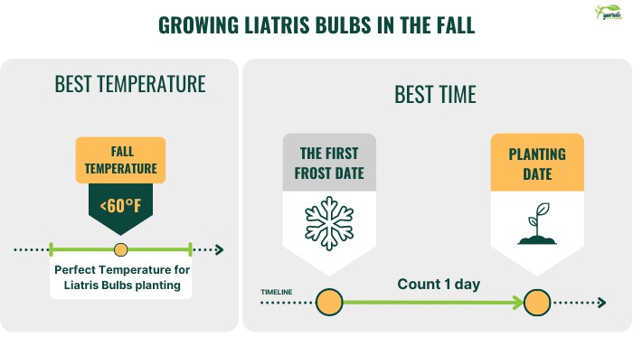 growing-liatris-bulbs-in-the-fall