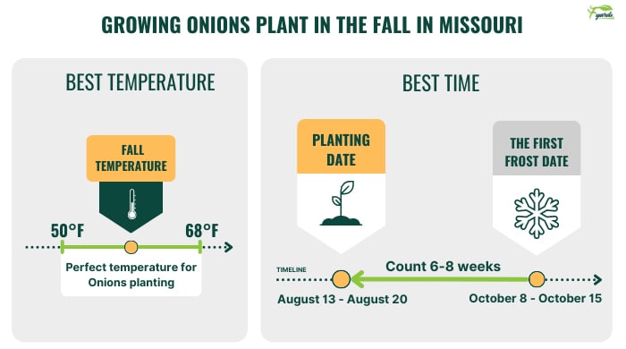 growing-onions-plant-in-the-fall-in-missouri