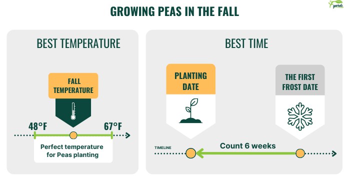 growing-peas-in-the-fall