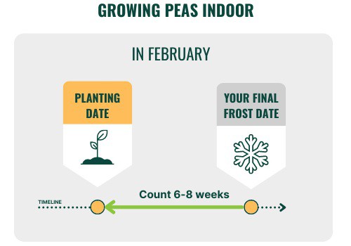 growing-peas-indoor