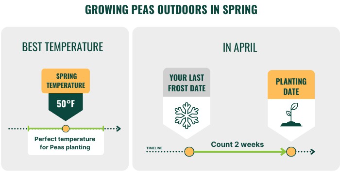 growing-peas-outdoors-in-spring