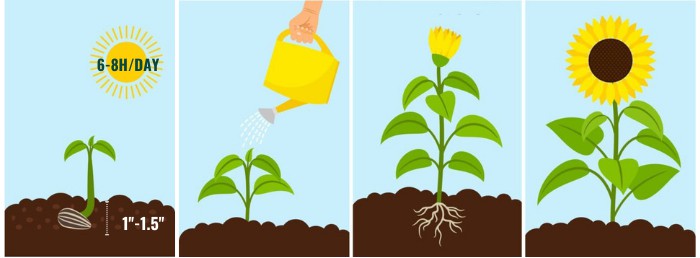 growing-sunflowers-successfully