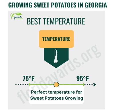 growing-sweet-potatoes-in-georgia
