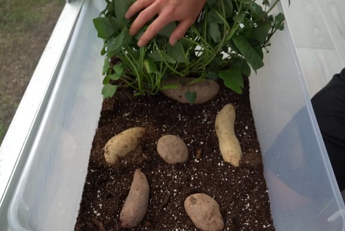 growing-sweet-potatoes-with-the-indoor-soil-method
