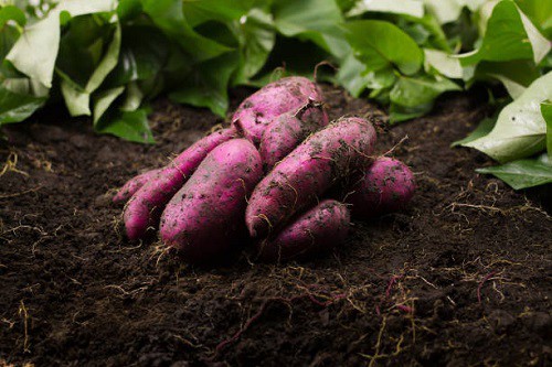 growing-sweet-potatoes-with-the-outdoor-soil-method