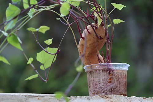 growing-sweet-potatoes-with-the-water-method