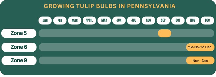 growing-tulip-bulbs-in-pennsylvania