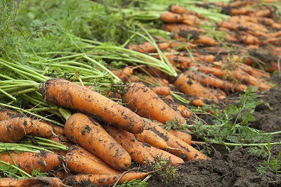 harvest-carrots