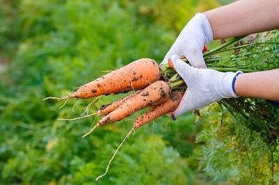 harvesting-carrot