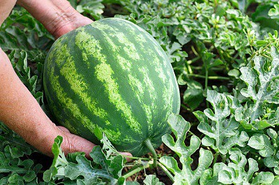 harvesting-watermelon