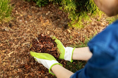 mulch-to-retain-moisture