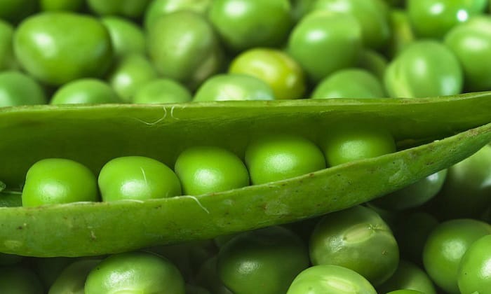 pea-varieties-suitable-for-oklahoma-climate