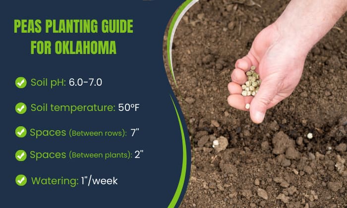 peas-planting-guide-for-oklahoma