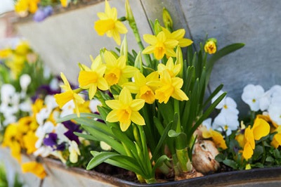 plant-tulips-next-to-daffodils