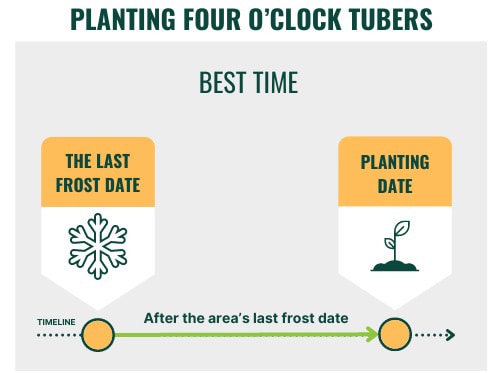 planting-four-o’clock-tubers