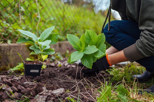 planting-hydrangeas-outdoors