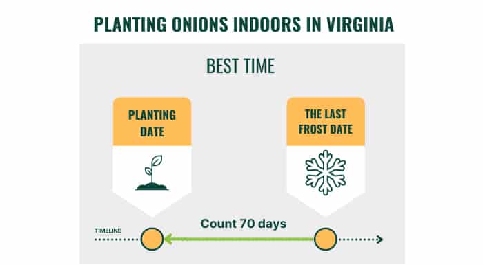 planting-onions-indoors-in-virginia