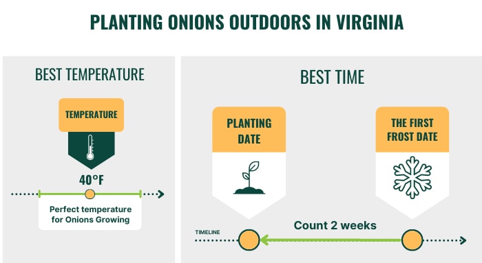 planting-onions-outdoors-in-virginia