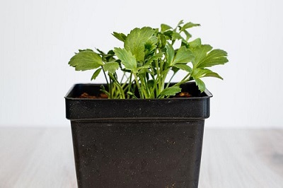 planting-ranunculus-indoors