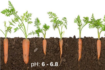 proper-watering-and-soil-conditions-for-planting-carrots