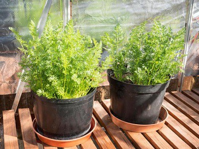 shifting-the-carrot-pots-to-the-inside-of-your-home