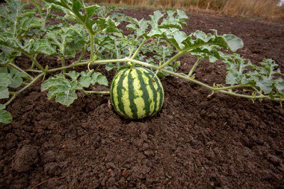 soil-for-watermelon