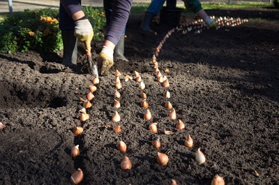 spacing-for-planting-tulip-bulbs