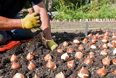 spring-bulbs-to-plant