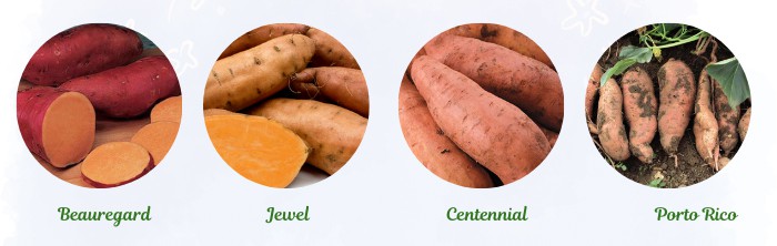 sweet-potato-varieties-suitable-in-georgia
