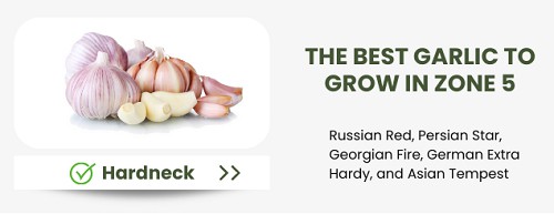the-best-garlic-to-grow-in-zone-5