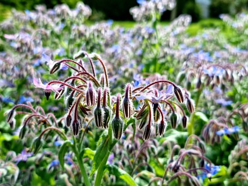 tips-for -planting-borage