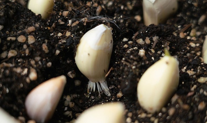 tips-for-successful-garlic-planting-in-massachusetts