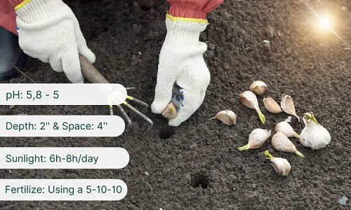tips-for-successful-garlic-planting-in-tennessee