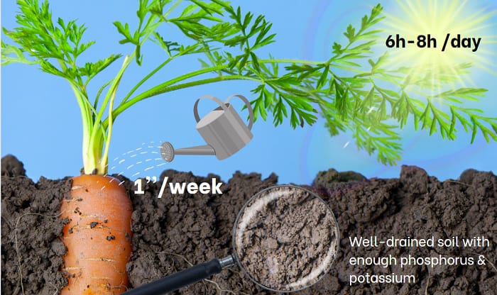 tips-for-successful-growing-carrots-in-nc
