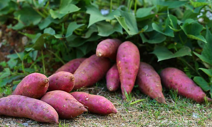 tips-to-successfully-plant-sweet-potatoes-in-georgia
