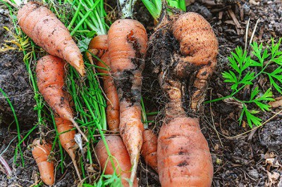 tricks-to-planting-carrot-seeds