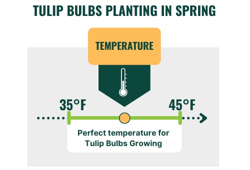 tulip-bulbs-planting-in-spring