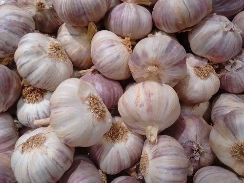 types-of-garlic-plants