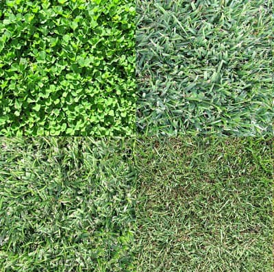 varieties of-grass-for-texas