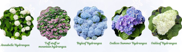 varieties-of-hydrangeas
